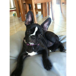 Meet your Posher, Bonnie